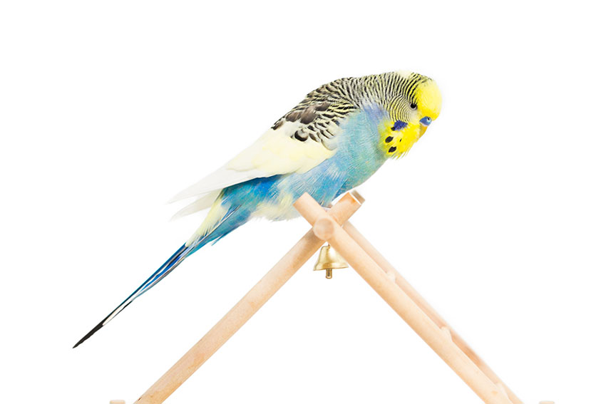 Budgie trainer hotsell